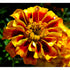 French Bolero Marigold